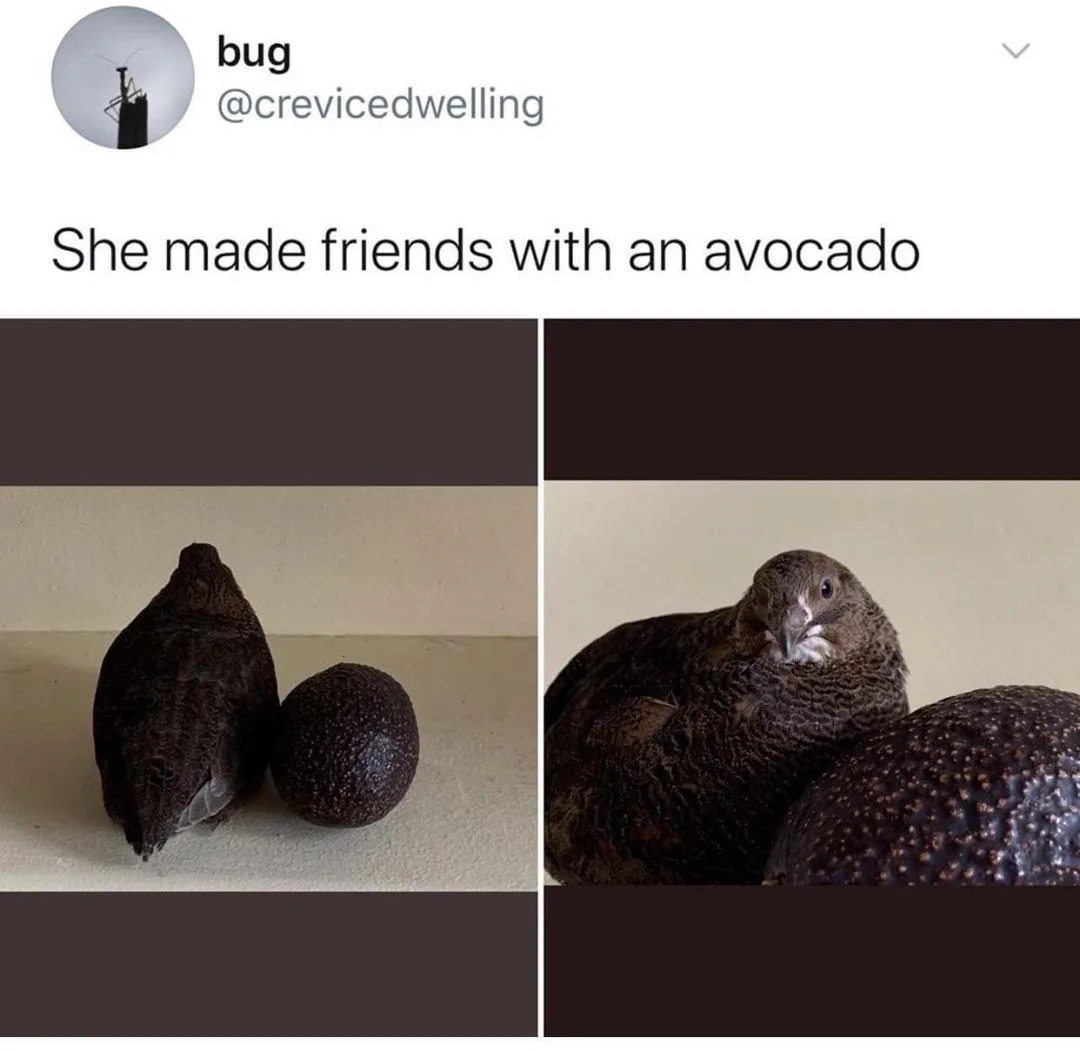 avocado meme