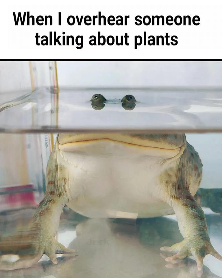 plant meme