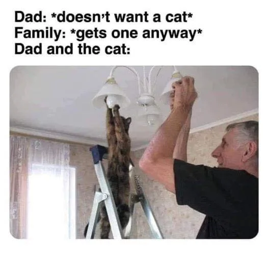 cat owner meme