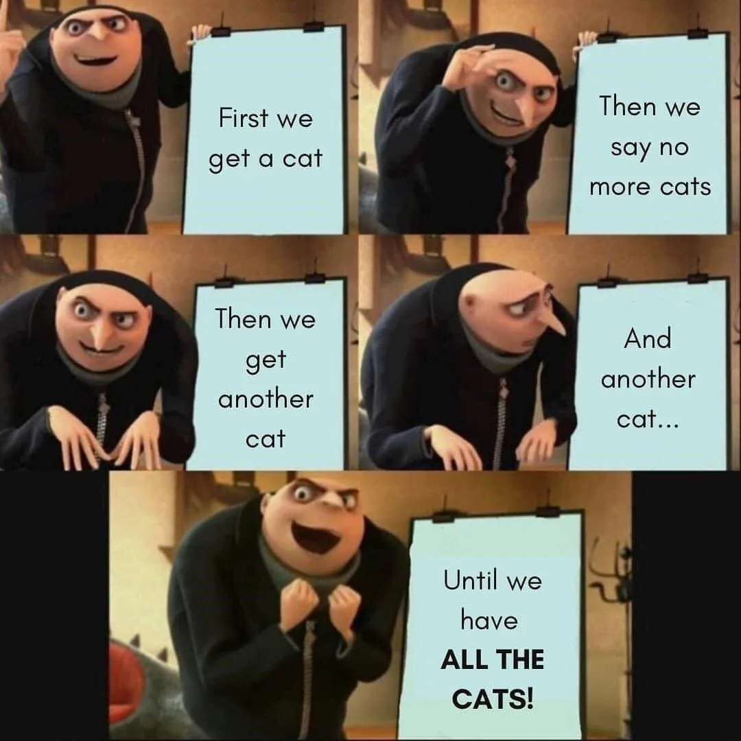 cat owner meme