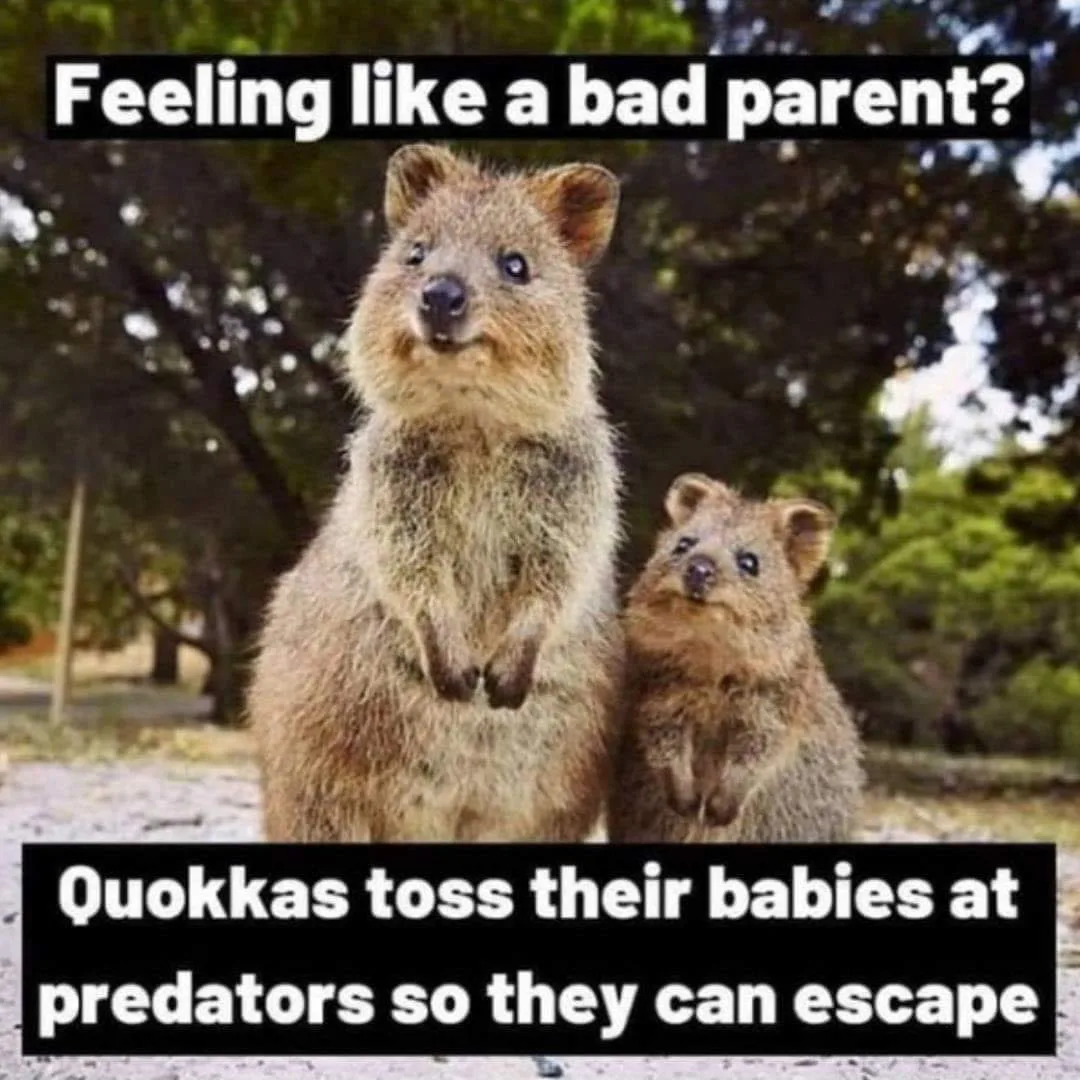 defence mechanism meme
