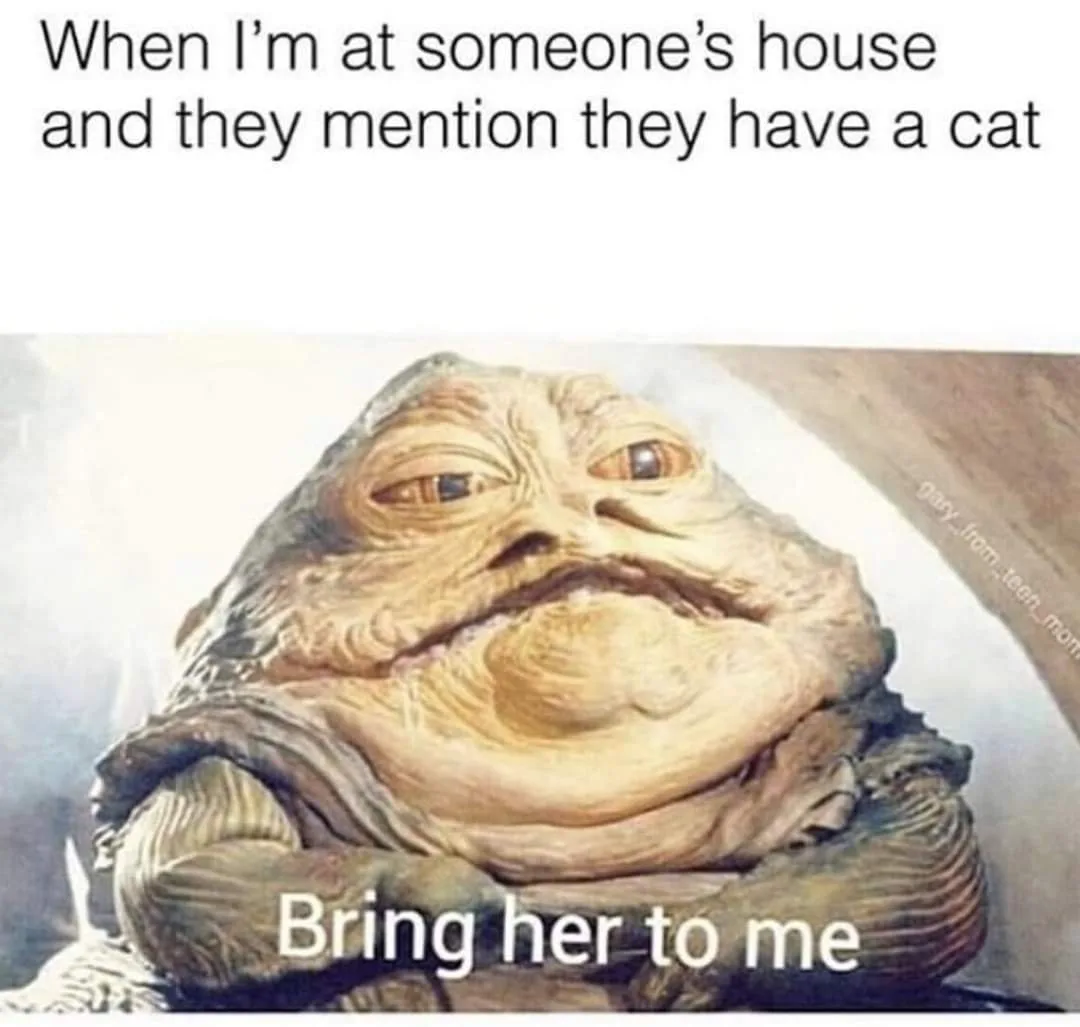 cat lover meme