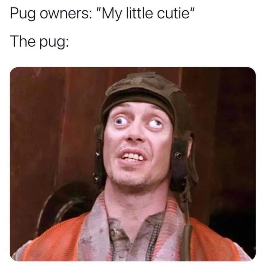 pug meme