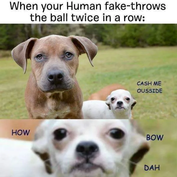 fetch meme