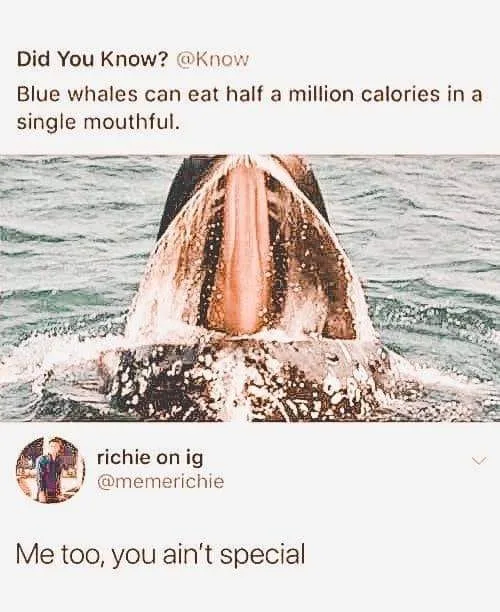 overeating meme