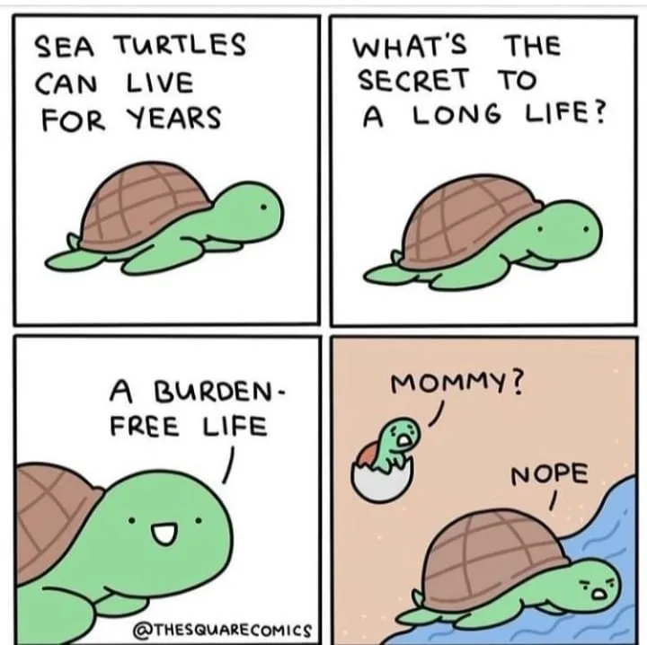 turtle meme