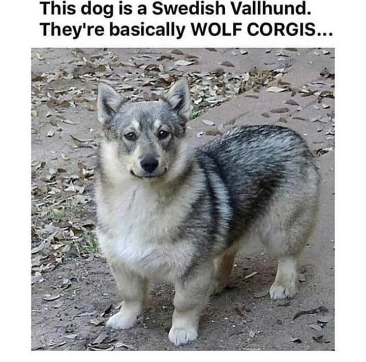 wolf meme