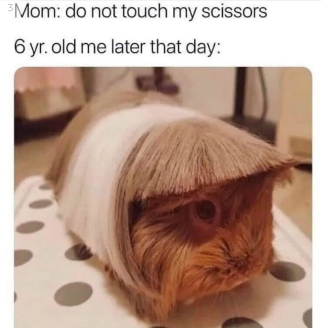 gerbil meme