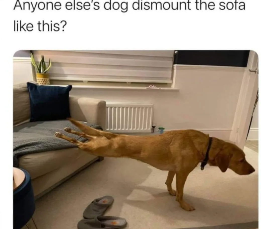 sofa meme