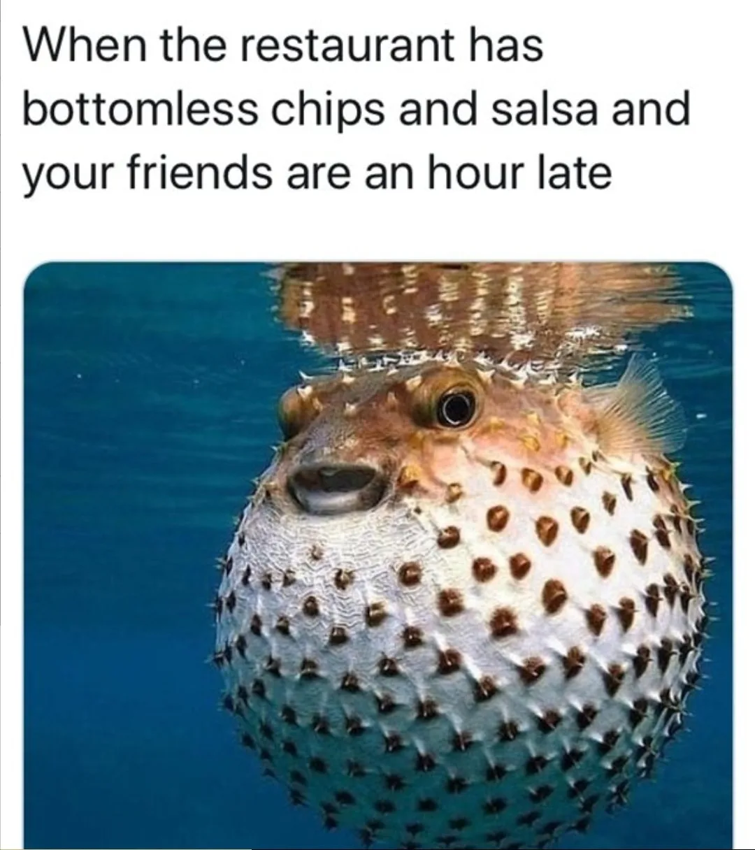 corn chip meme