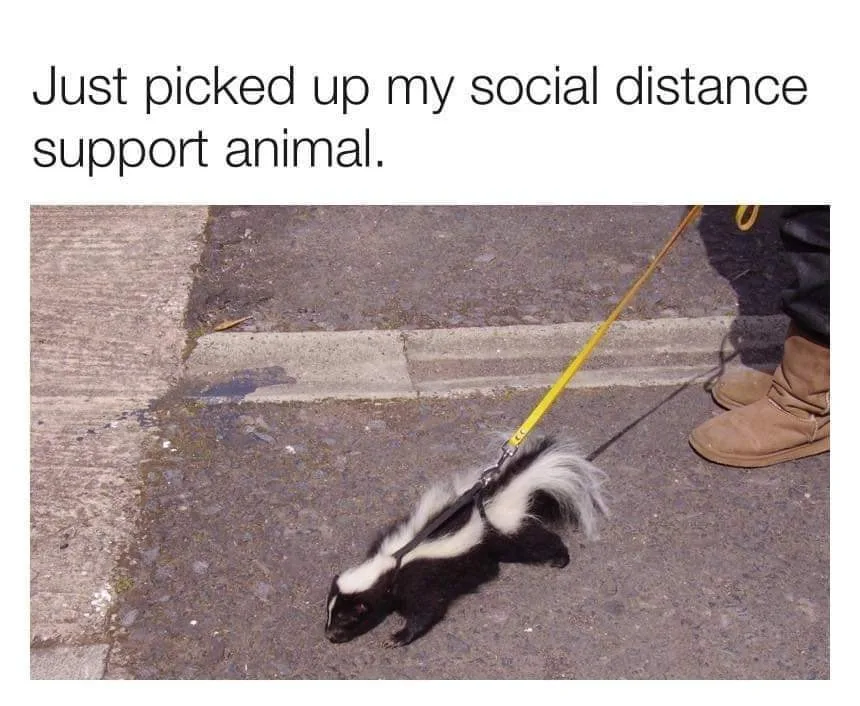 skunk meme