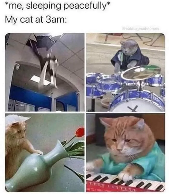 bad behavior meme