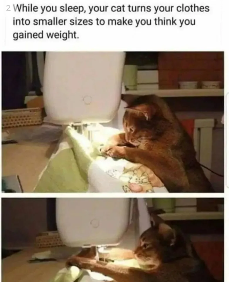 getting fat meme