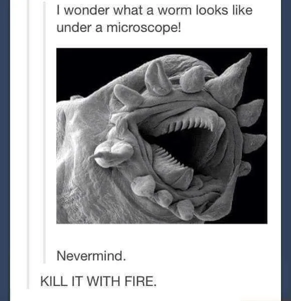 worm meme