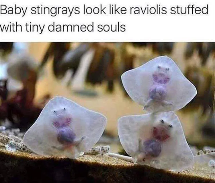 stingray meme