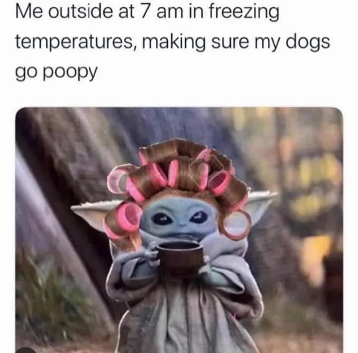 walking the dog meme