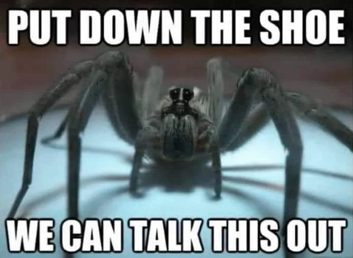 spider meme