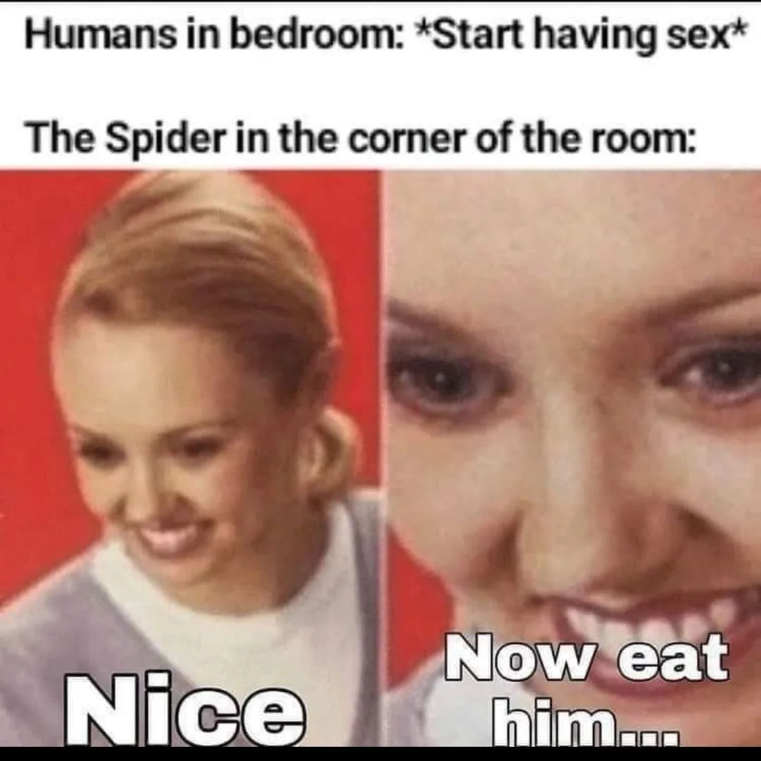 spider meme