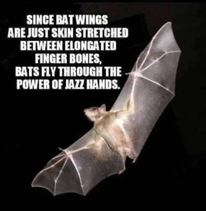 bat meme
