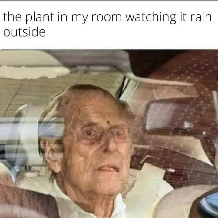 raining meme