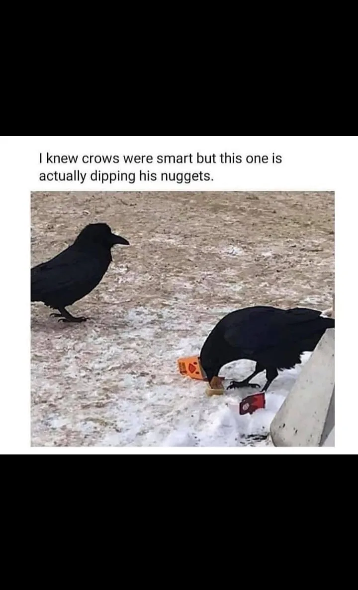 crow meme