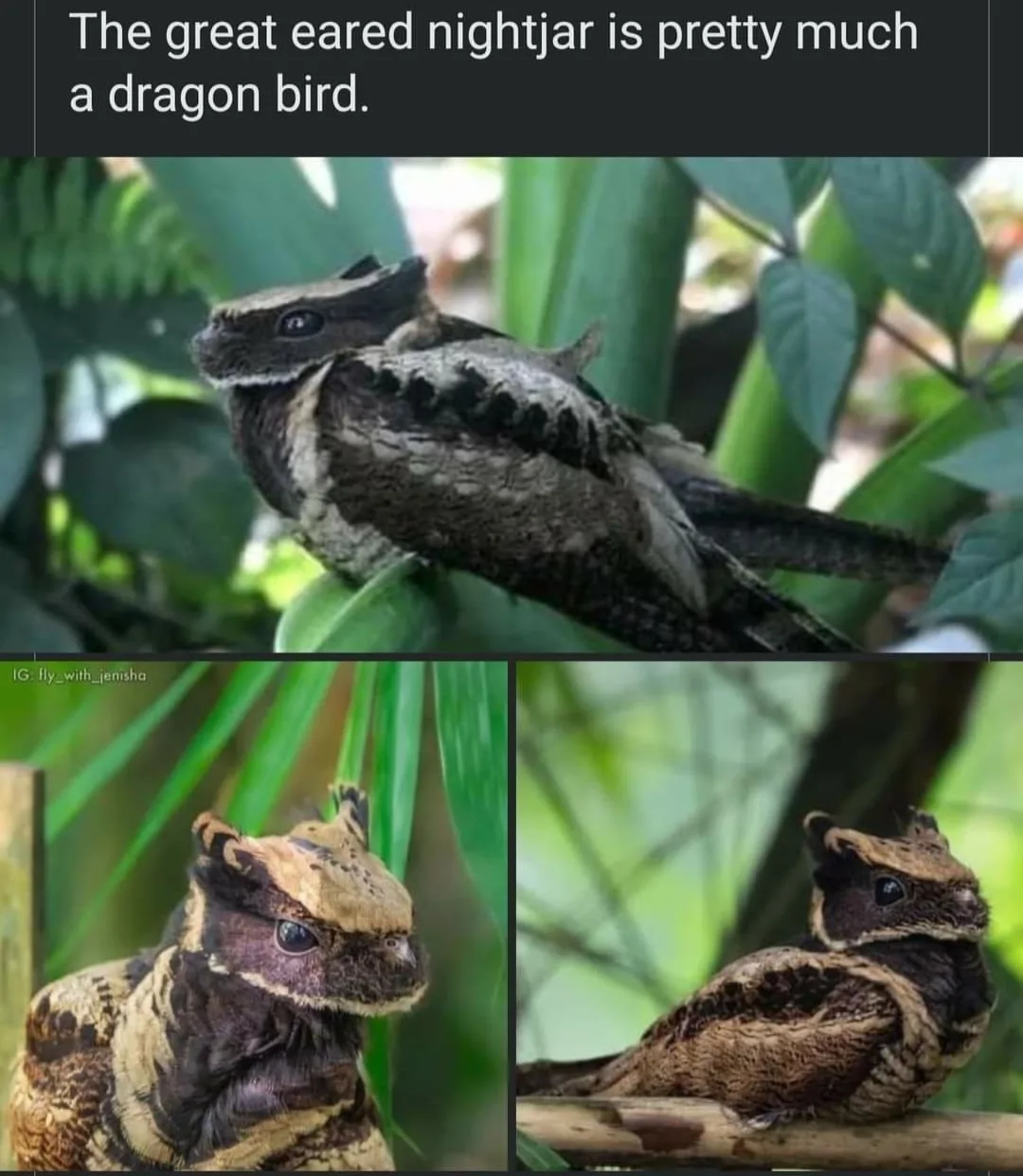 dragon meme