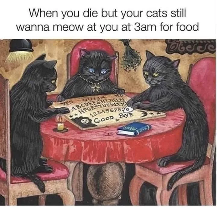cat food meme