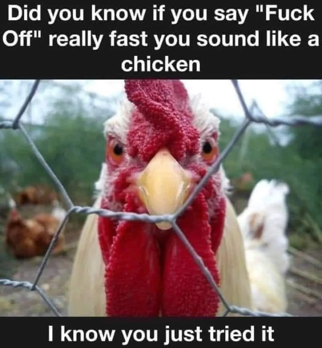chicken meme