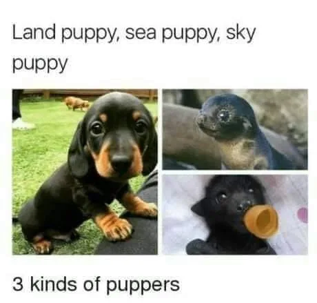 puppy meme