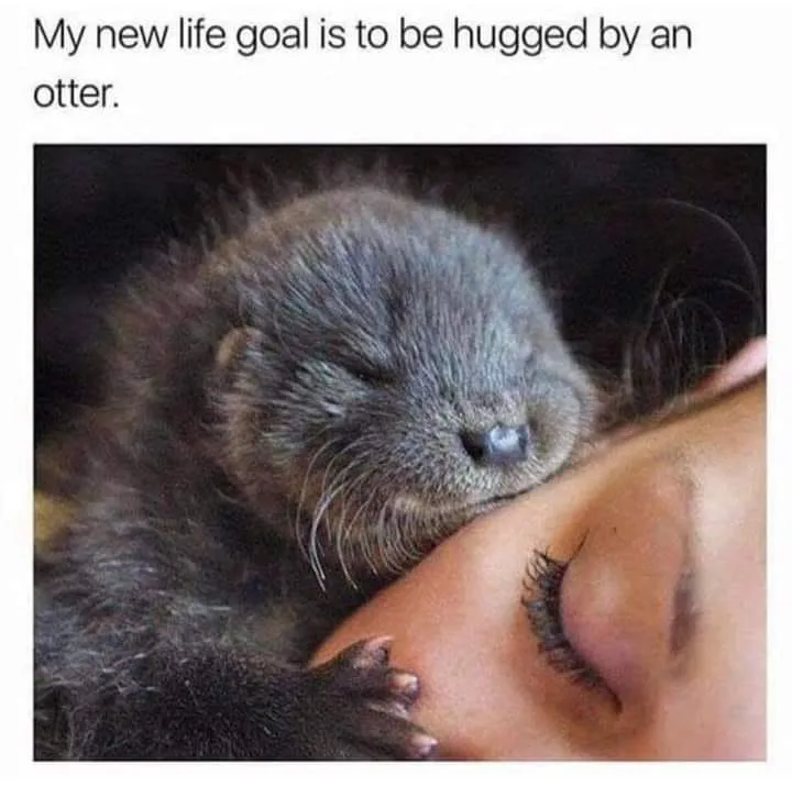 otter meme