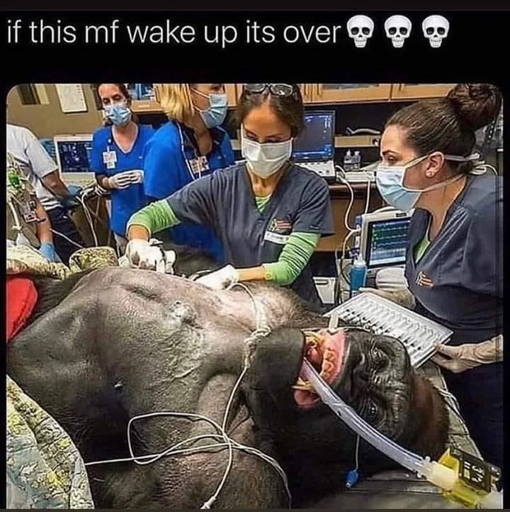 gorilla meme