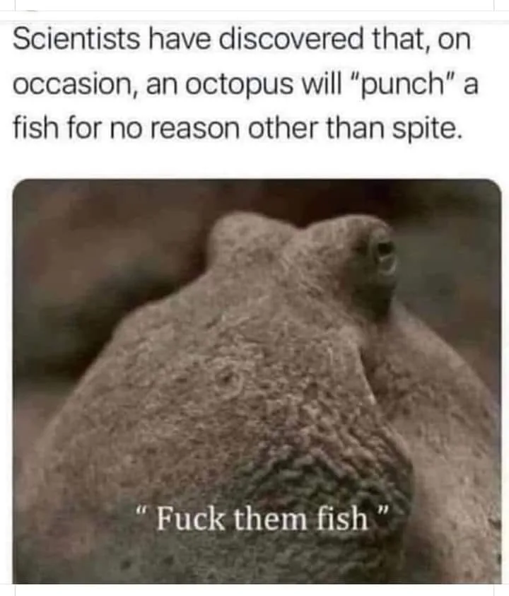 fish meme