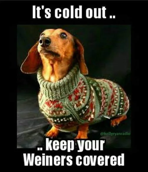 dachshund meme