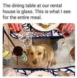 begging meme