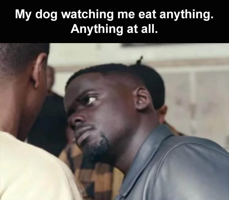 begging meme