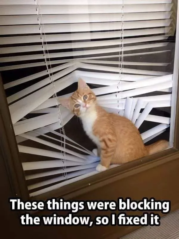 venetian blinds meme