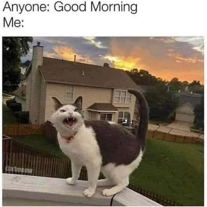 morning person meme