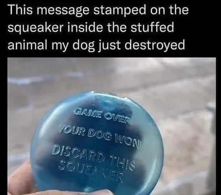 squeaky toy meme