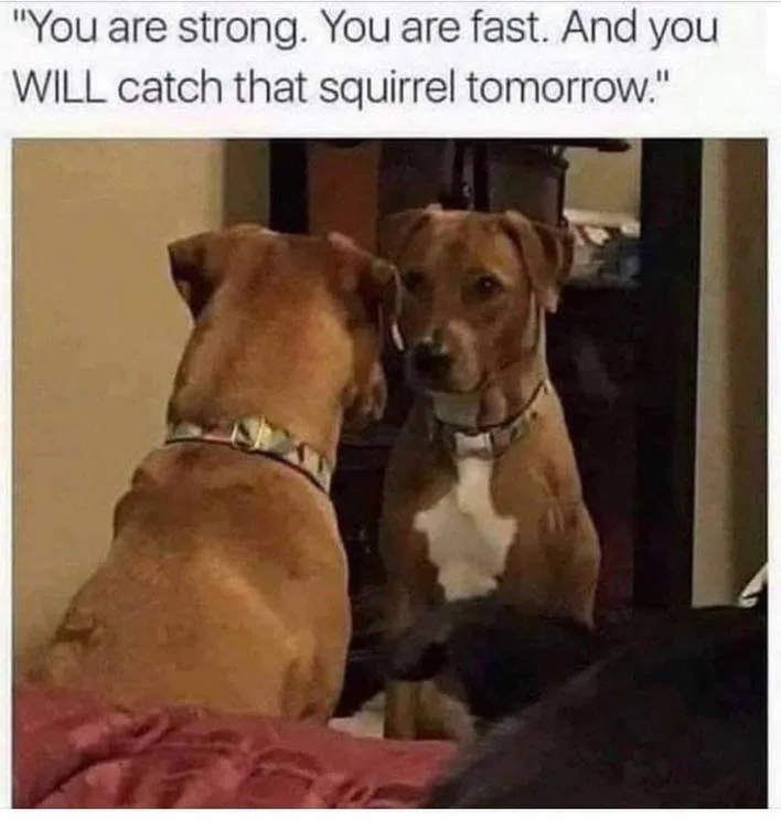 affirmation meme