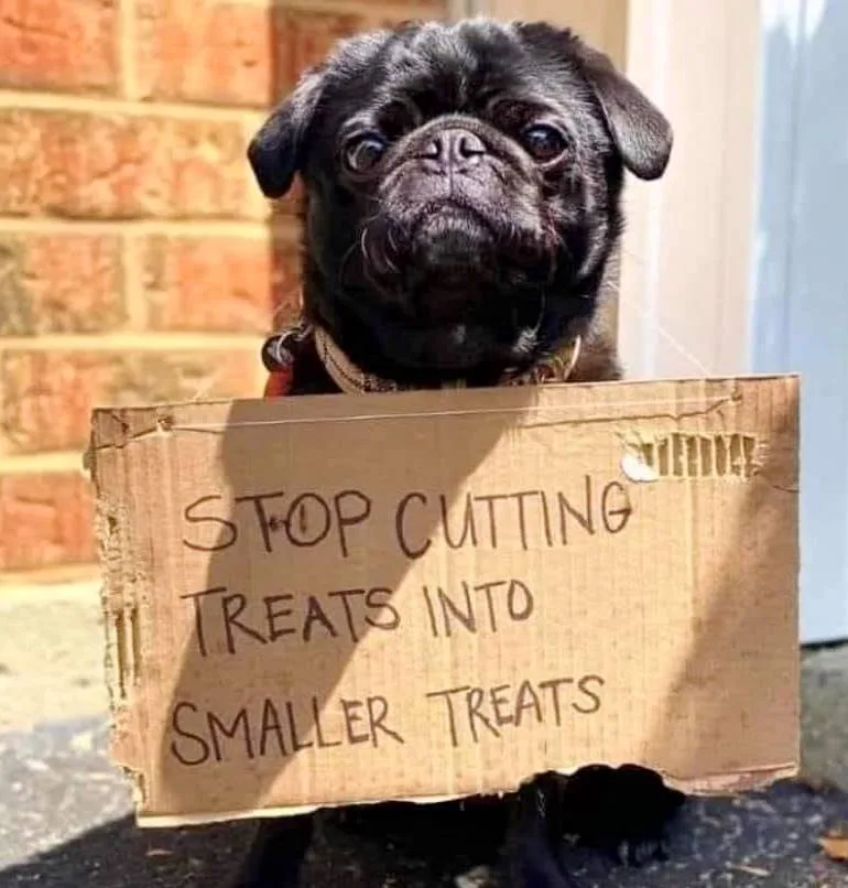 dog treat meme