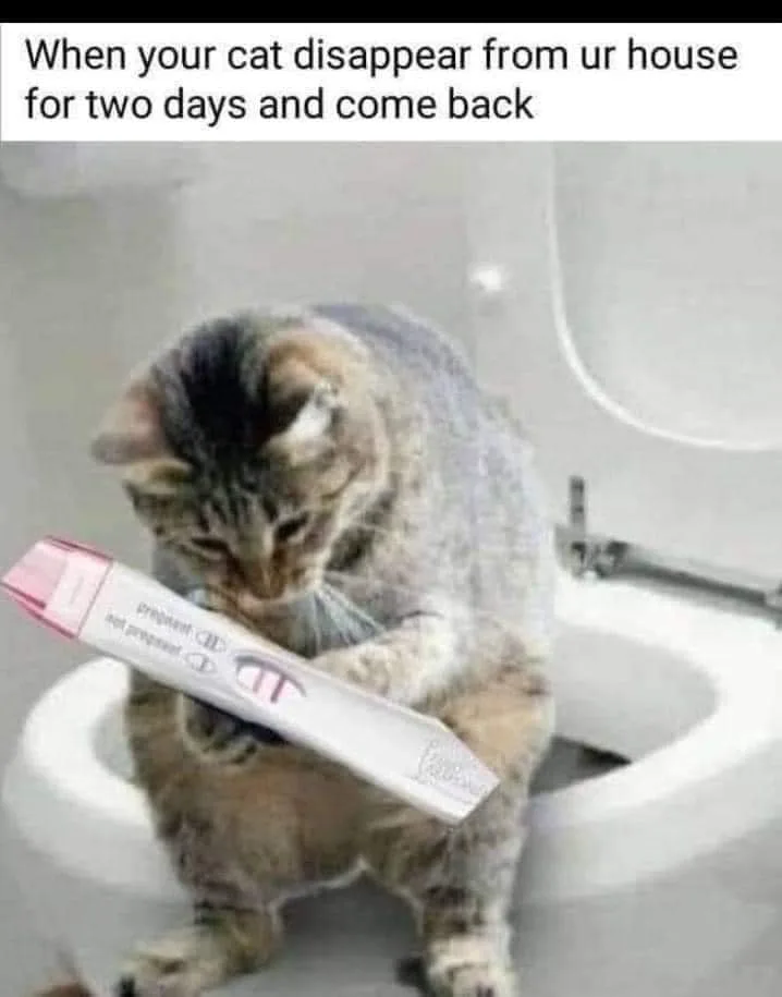 pregnancy test meme