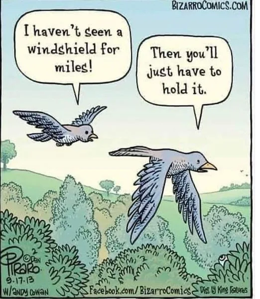bird poop meme