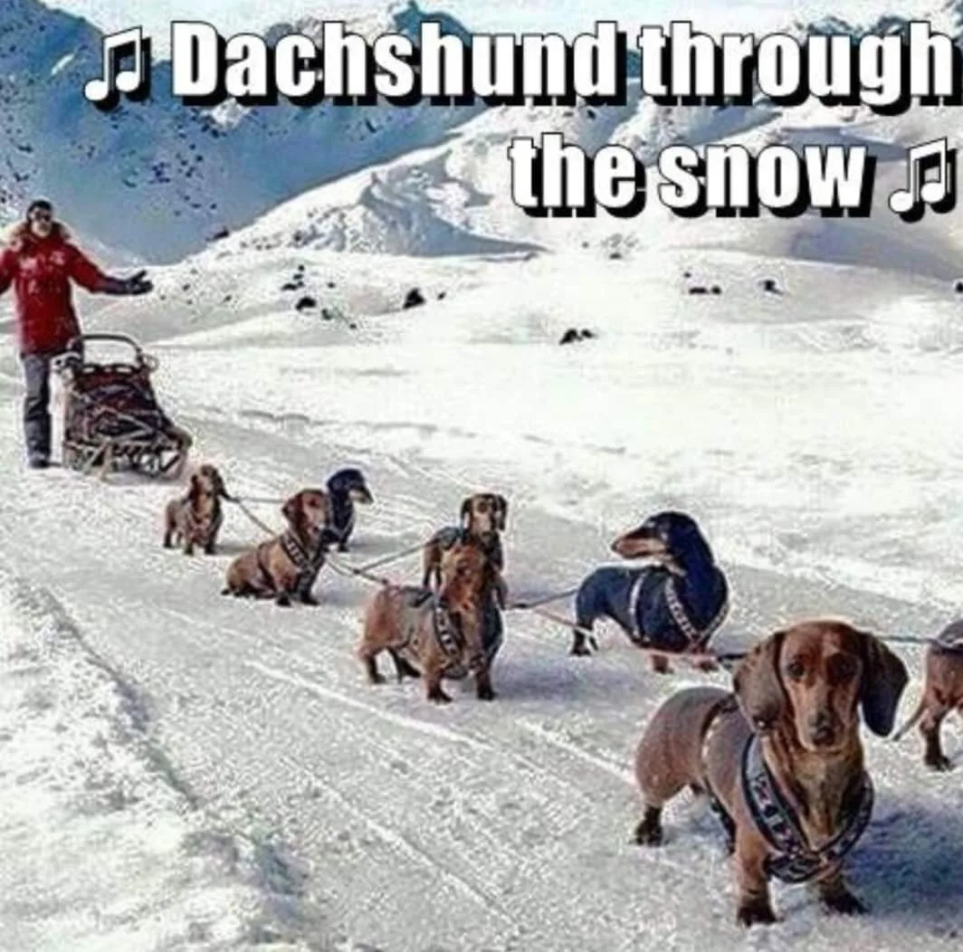 dachshund meme