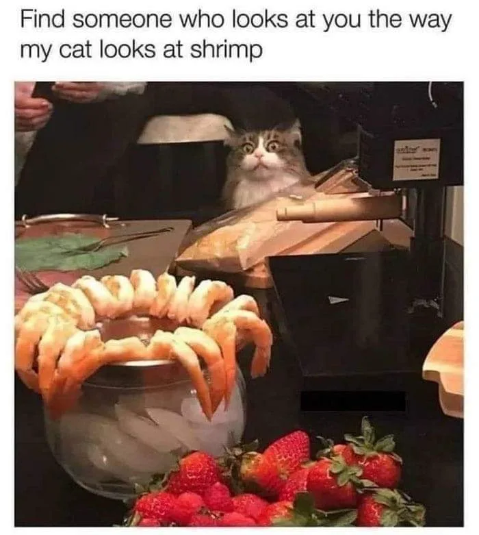 true love meme