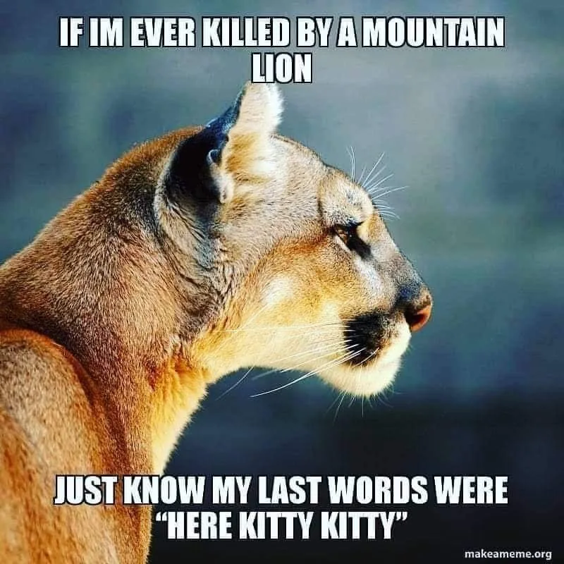 cat lover meme