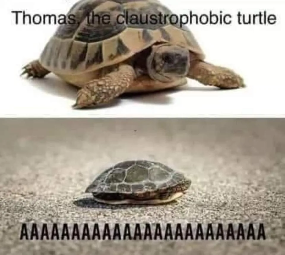 turtle meme