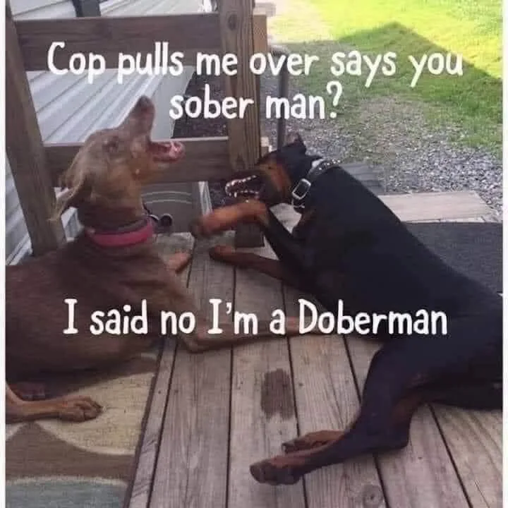 drinking and driving meme