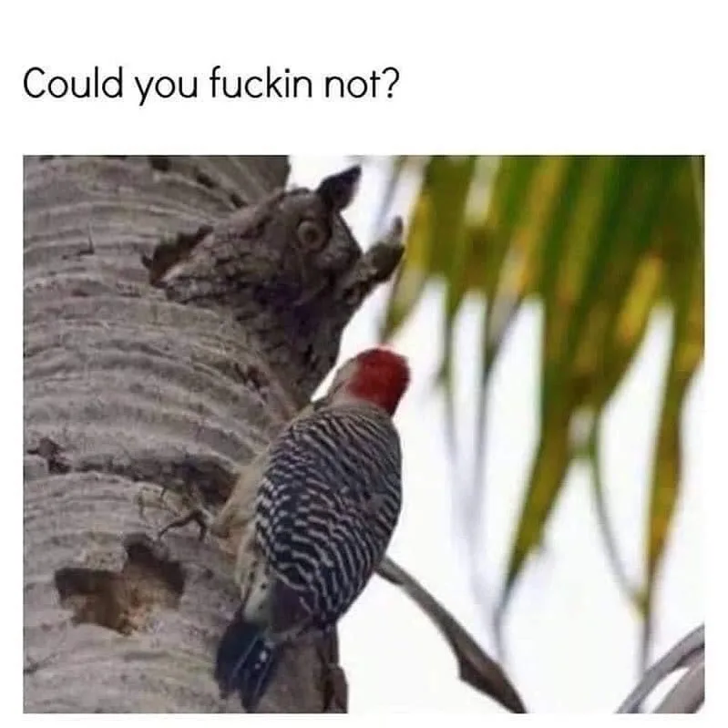 knocking meme