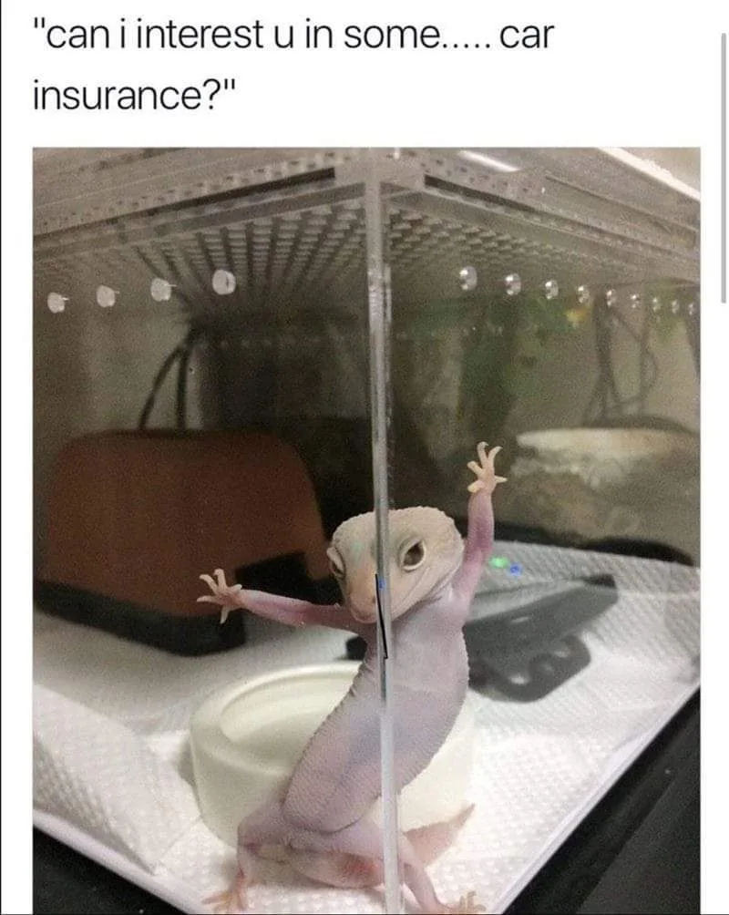 Gecko meme