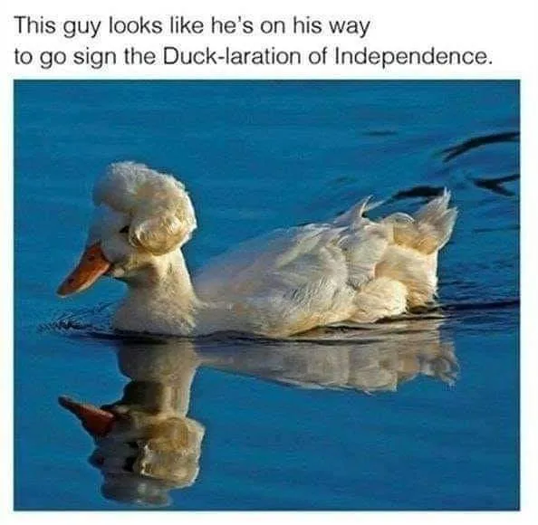 duck meme